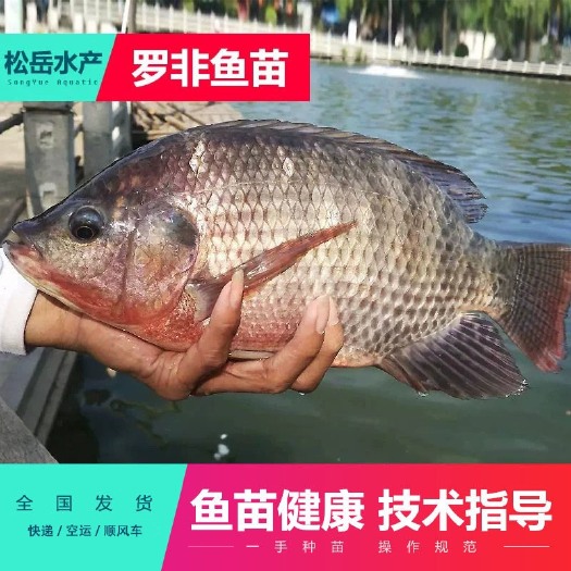 佛山罗非鱼苗  热销单性 高产 易养  少病