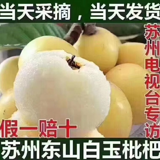 苏州苏州东山白玉枇杷精品大果84粒重5斤