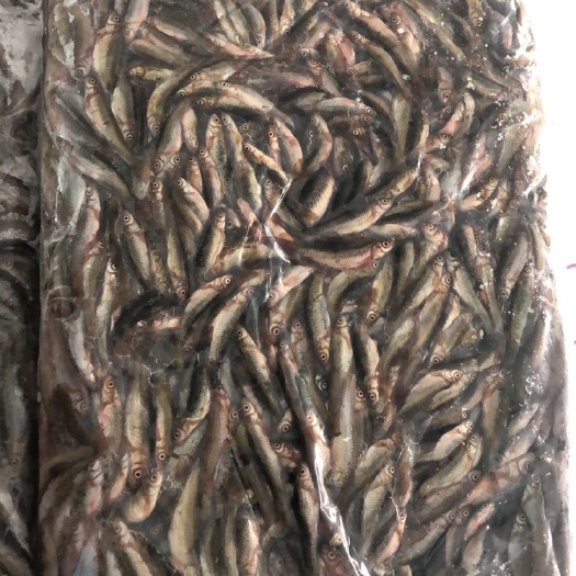 呼伦贝尔小杂鱼柳根麦穗