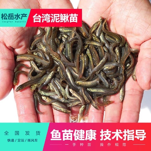佛山泥鳅苗  优质泥鳅鱼苗 成活率高