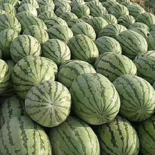 长沙西瓜