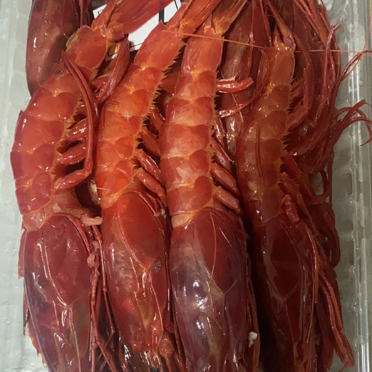 北海红魔虾