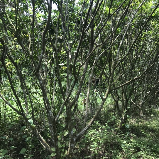 廉江市黄皮树