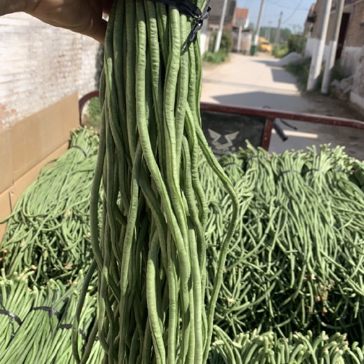 单县长豆角大量上市了！有需要的老板可以联系我了