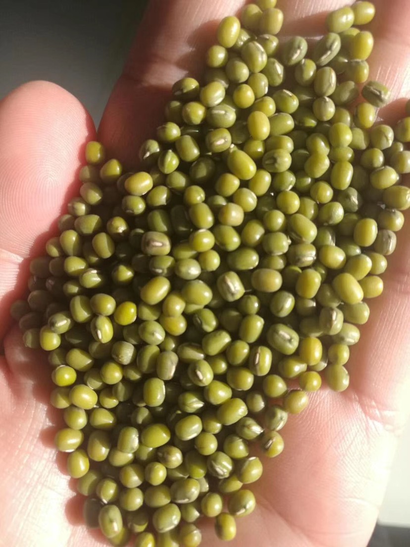 赤峰新赤峰小粒绿豆芽豆！发芽率高 保证质量，可定制，量大优惠！