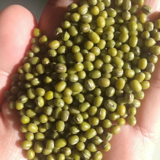 赤峰2024新赤峰小粒绿豆芽豆！发芽率高 保证质量，量大优惠！