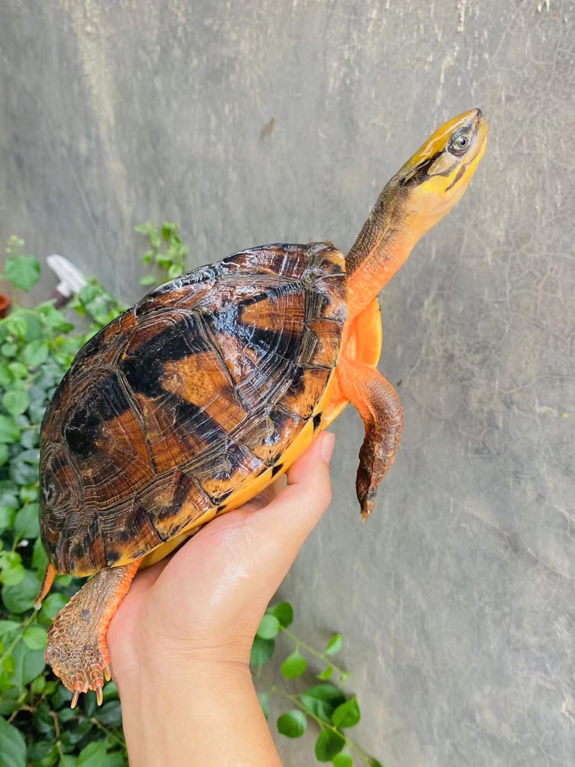 2.7斤精品生蛋海南大黄头母，金黄头色，三黄品质