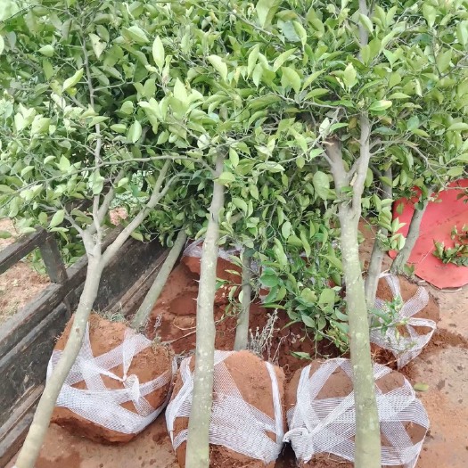 樟树市枳壳树大量出售，量大从优，保质保量