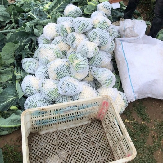 天门市花椰菜散花菜白面绿色有机蔬菜