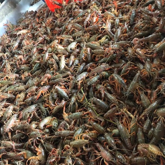 潜江市湖北潜江小龙虾直供