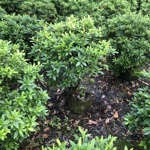 阳朔县毛杜鹃