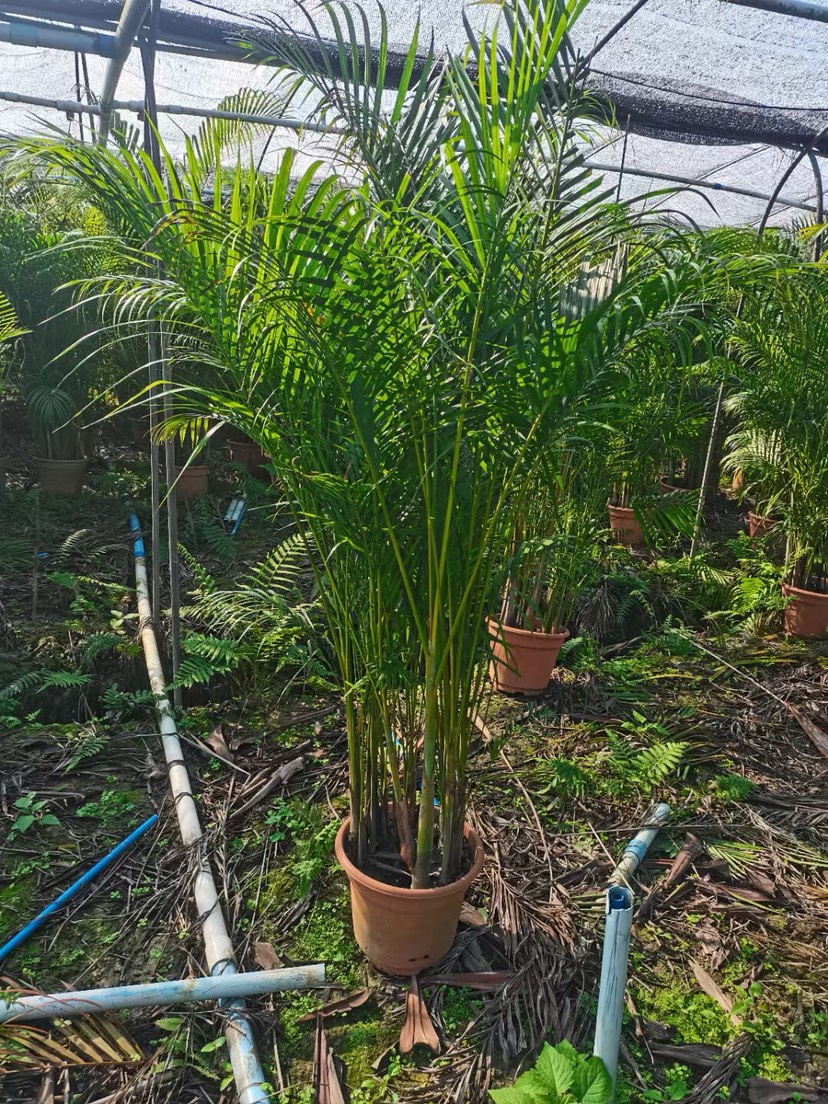 散尾葵各种规格基地大量现货供应，欢迎各位客户咨询