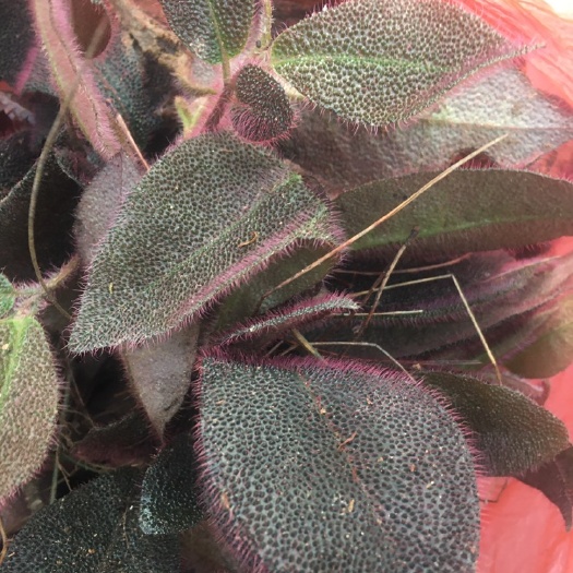 长沙虎舌红