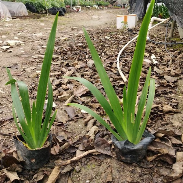 鸢尾剪刀兰各种规格基地大量现货，欢迎各位客户咨询