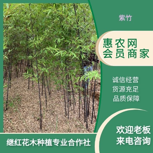 潢川县紫竹