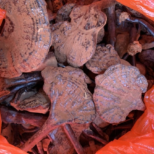 连南县广东本地高山灵芝