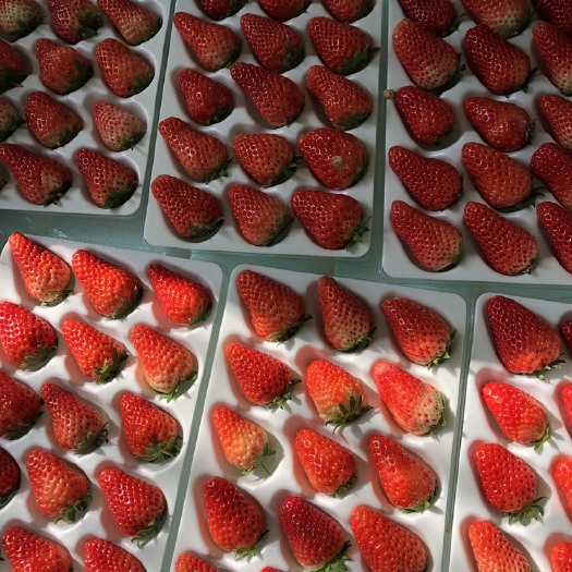 中牟县新鲜草莓、单个包装，硬度高，耐运输，供货量大，长期供货，