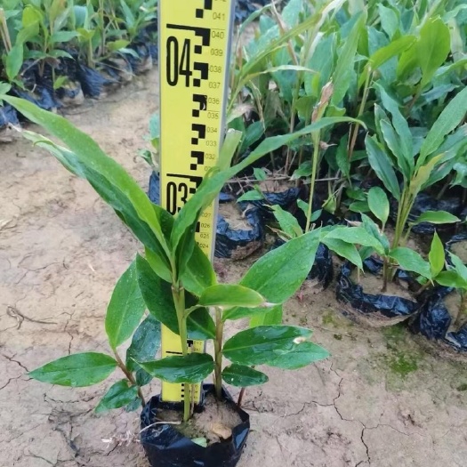 姜花各种规格基地大量现货供应，欢迎各位客户咨询
