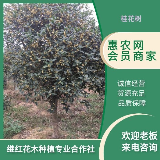 潢川金桂  桂花树