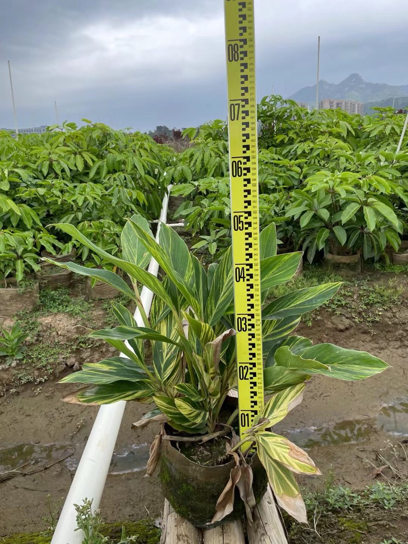 花叶姜各种规格基地大量现货，欢迎各位客户咨询