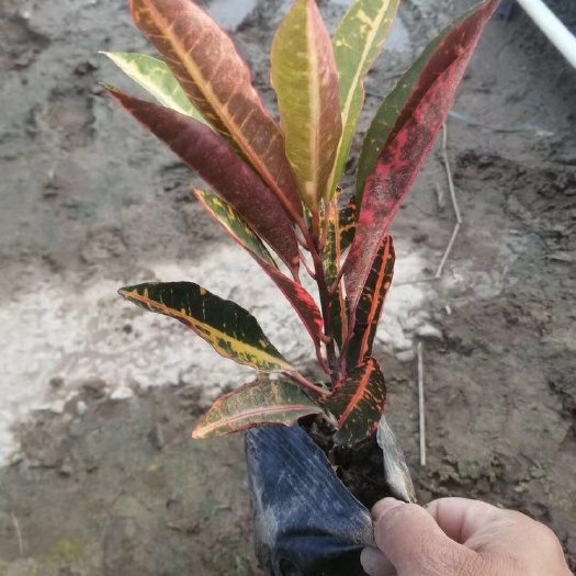 中山市海南洒金基地大量现货供应，欢迎各位客户咨询