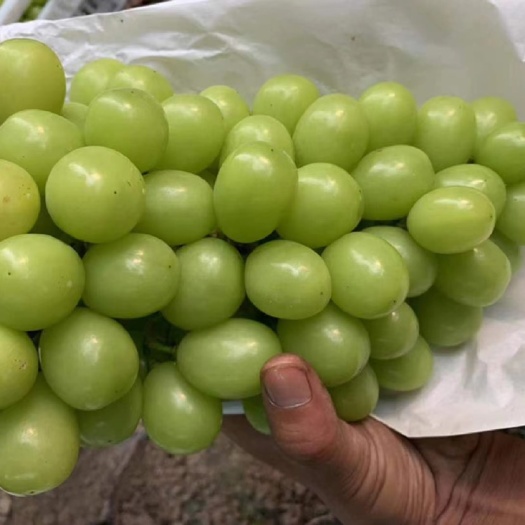 澧县【精品】阳光玫瑰水晶葡萄湖南产地代办 海量货源精品通货次品货
