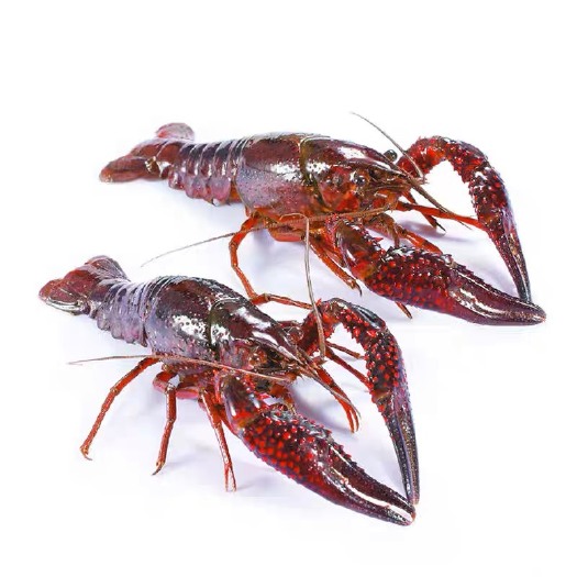 洪湖市湖北深水小龙虾 肉质饱满 货源充足 一手货源 量大从优规格硬