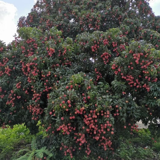 广州正宗广州增城当地桂味荔枝