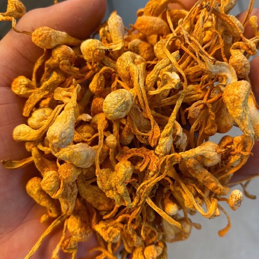 虫草花干货500g正品散装北虫草蛹虫草金虫草