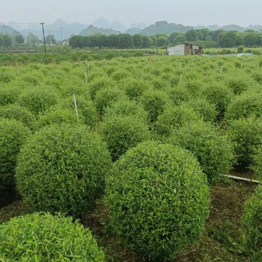 阳朔县木犀榄