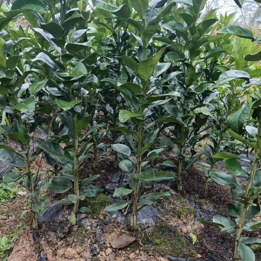 上饶一年苗嫁接苗江西特产原种马家柚树苗红心蜜柚苗种苗园林绿化景观