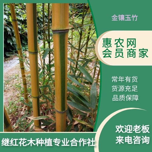 潢川县金镶玉竹 规格齐全 货源充足
