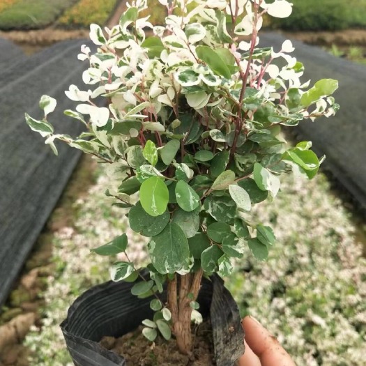 中山市白雪木雪花木各种规格基地大量现货，欢迎各位客户咨询