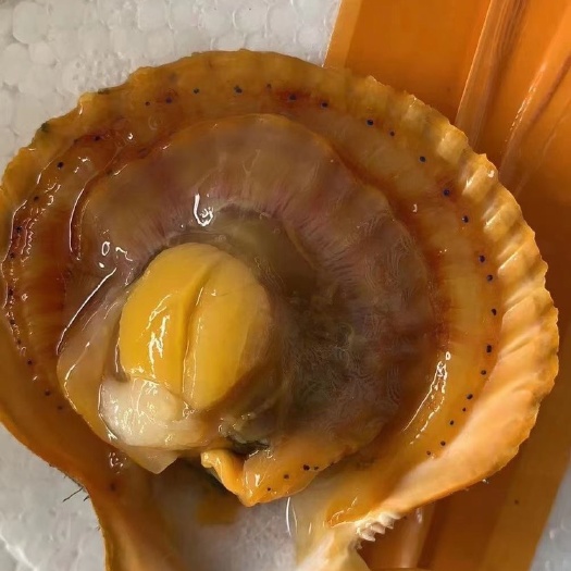 饶平县扇贝