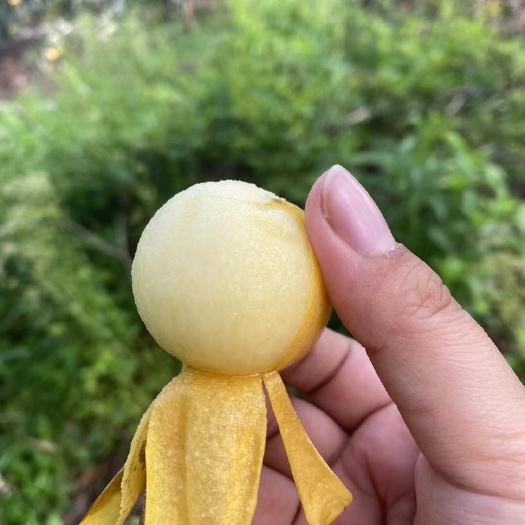 杭州塘栖枇杷