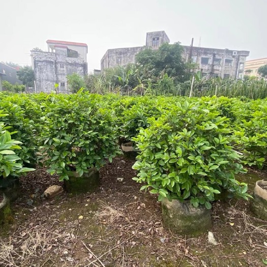 中山市含笑各种规格基地大量现货，欢迎各位客户咨询