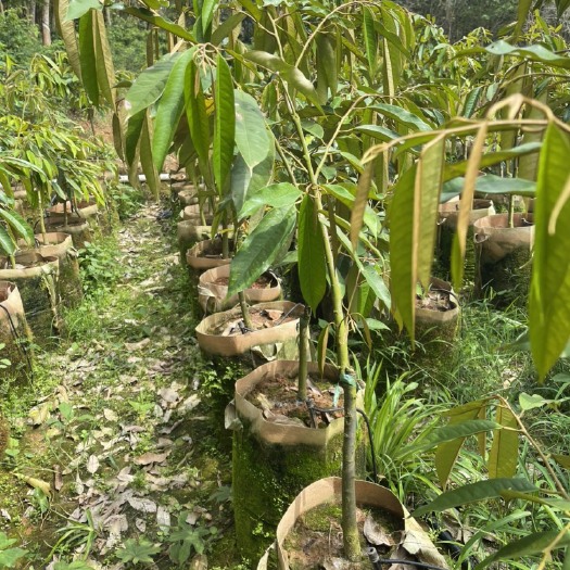 白沙县金枕 猫山榴莲大苗