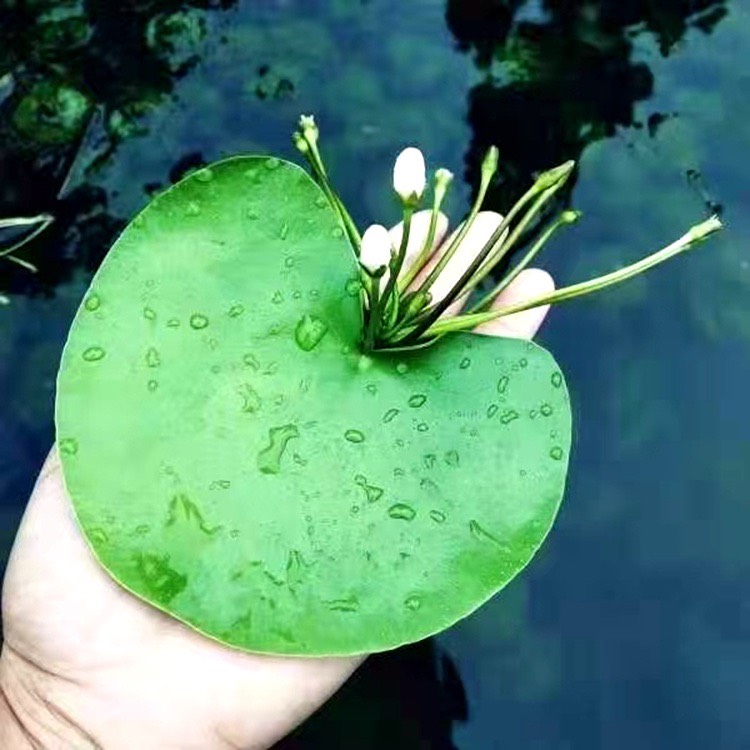 厦门一叶莲水生花卉荷叶碗莲睡莲水培植物带花苞四季开花室内阳台莲花