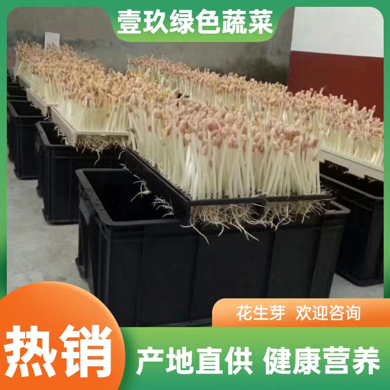 西安陕西西安花生芽花生苗芽苗菜绿色活体蔬菜 直供酒店商超社区批发