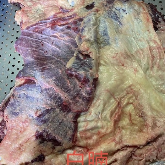 广州新鲜牛白腩  每天新鲜