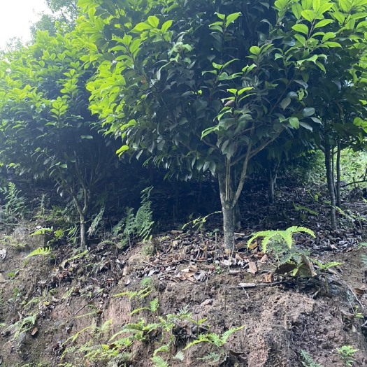 高县茶花树