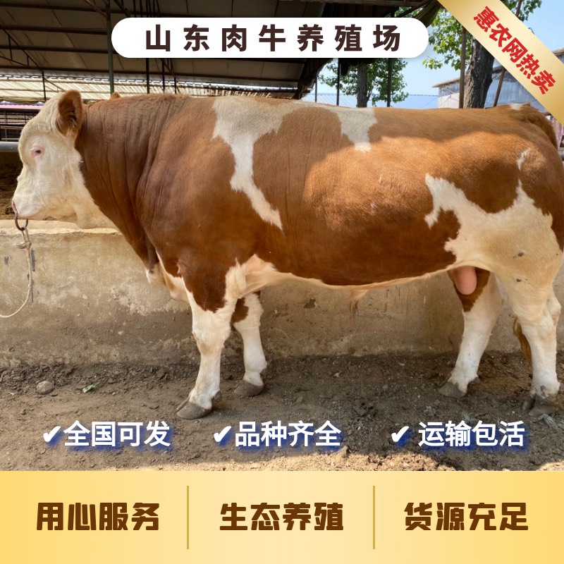清丰县西门塔尔牛 你来养我回收 免费提供养殖技术 饲料配方