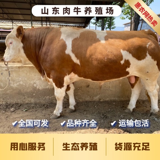 清丰县西门塔尔牛 你来养我回收 免费提供养殖技术 饲料配方