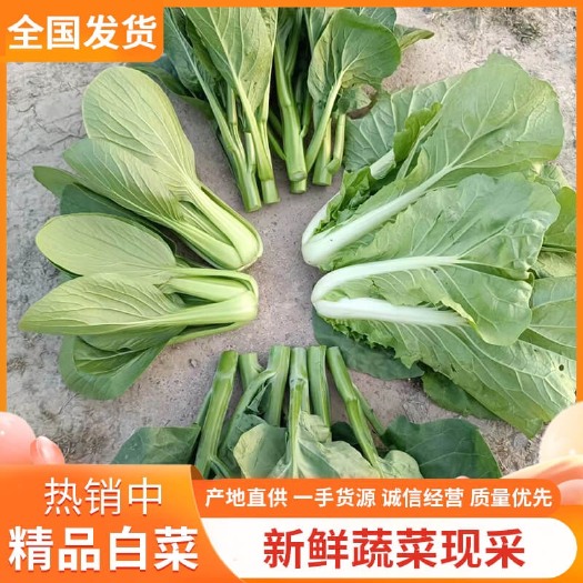 上海【推】蔬菜套餐（菜心 小白菜 小青菜 小芥蓝）套菜包，可单卖