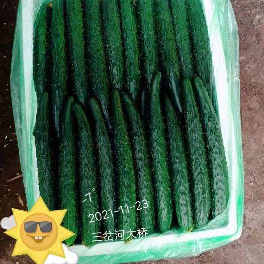 盘山县自己家大棚水黄瓜，保质保量