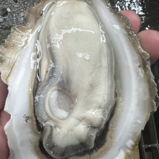 佛山长牡蛎 湛江生蚝纯净生蚝牡蛎肉海蛎子鲜活生蚝烧烤 大蚝