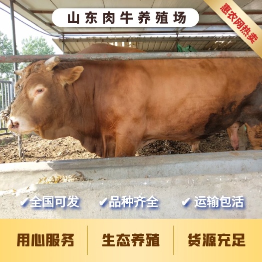 濮阳黄牛  免费运输，包回收，包技术，3-6个月牛犊