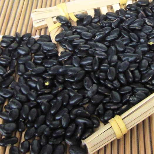 临沂黑豆 大量批发当季黑芽豆 做豆芽用 出芽率98%