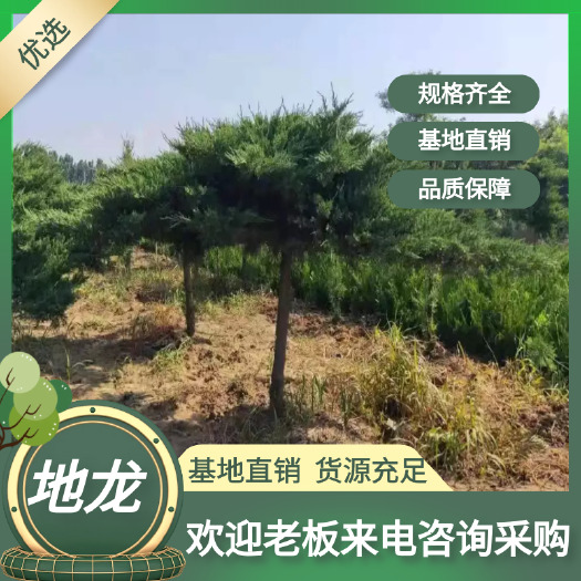 泰安造型龙柏