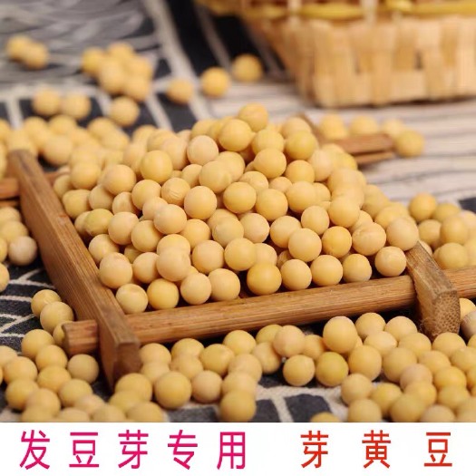 临沂黄豆 690芽豆 发豆芽种子专用 珍珠粒发芽率高  小金黄